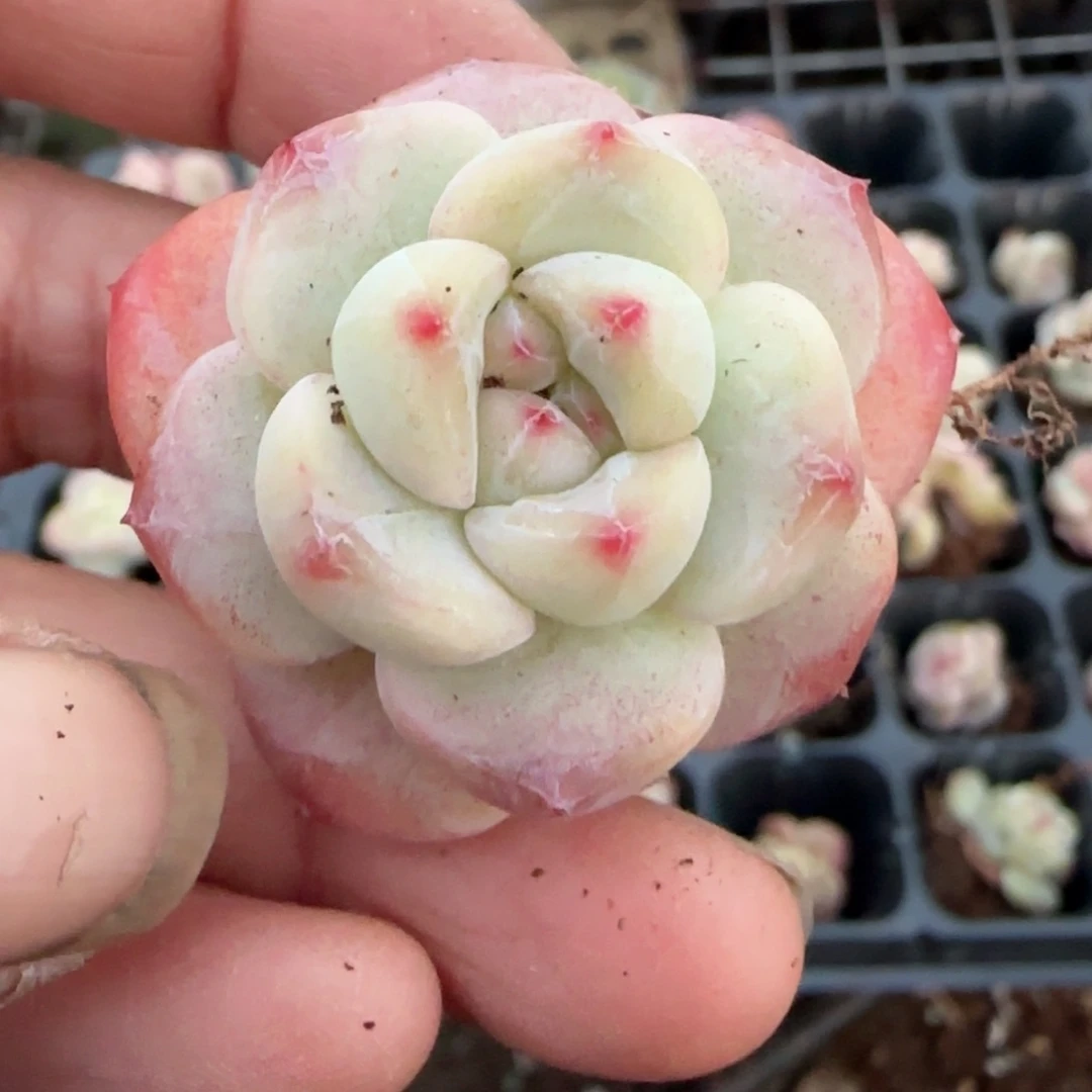 多肉小卡拉米糖心一物一拍