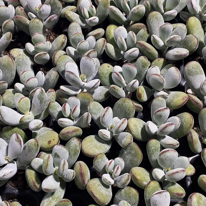 小乒乓1元带土发货