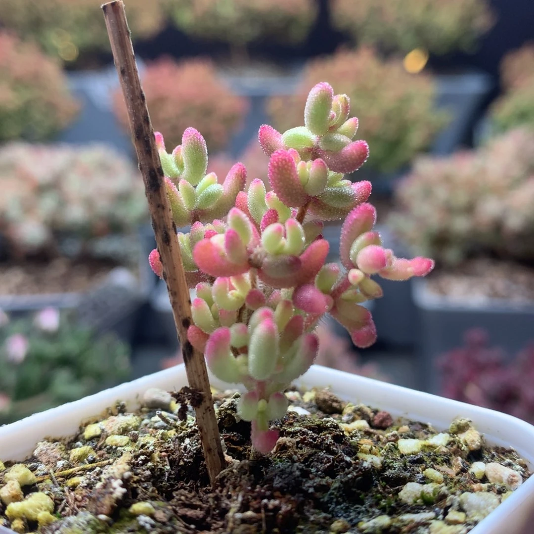 c061红宝石锦枝干番杏