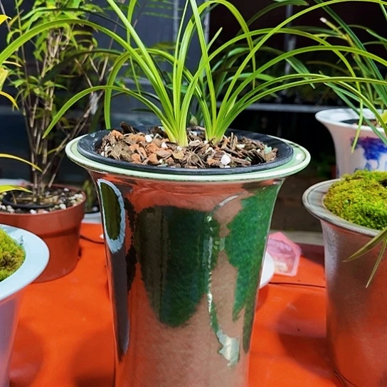 摆件张*Z张字两苗惠兰