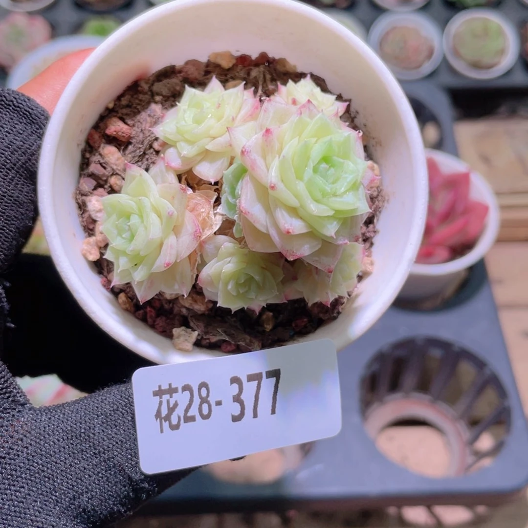 花利美28-377白天鹅
