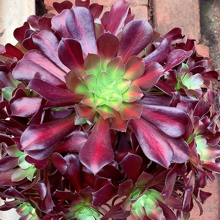 花纳锦啊啊啊啊啊