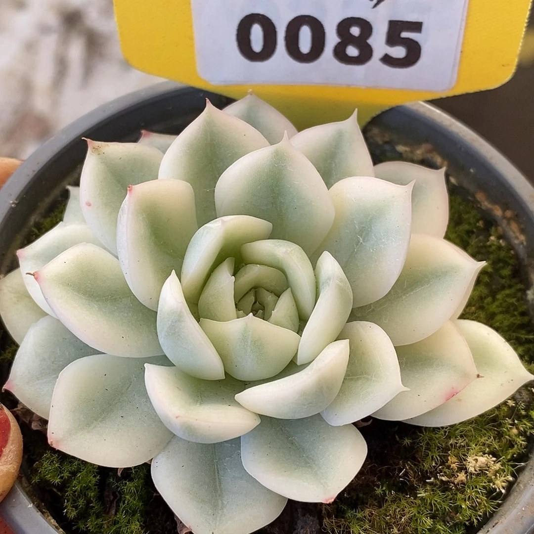 085月亮哈哈哈哈哈哈哈