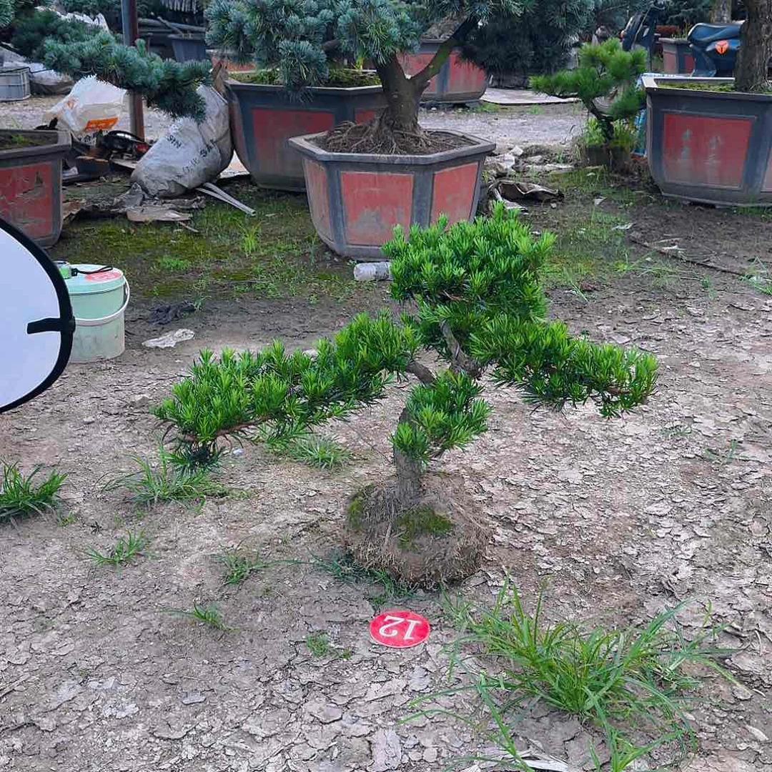 定***格无花朵罗汉松盆景艺术