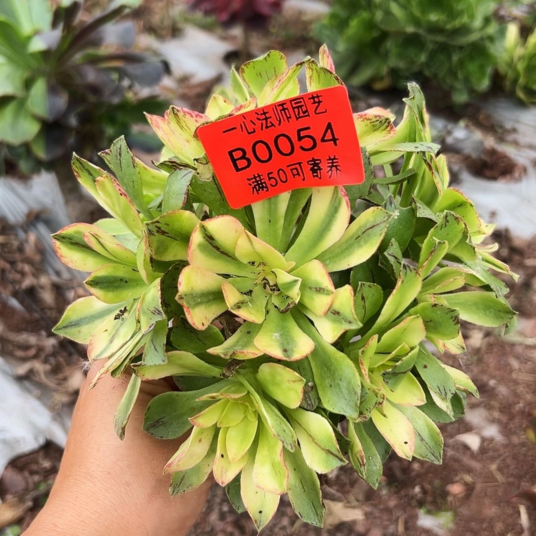 0054多肉植物荷花