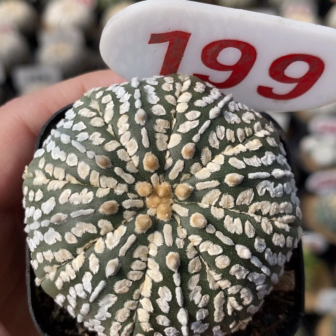 199兜系列福利来了