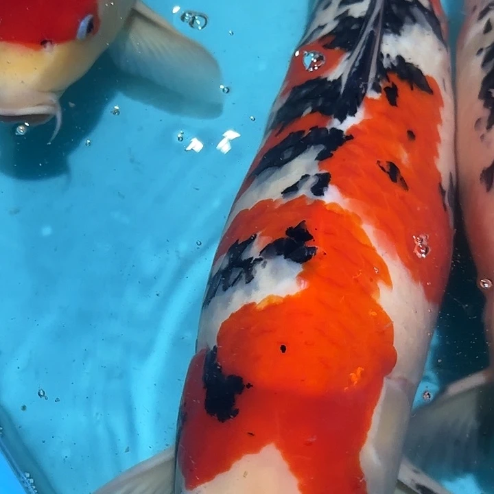 海水赤目芒果大正