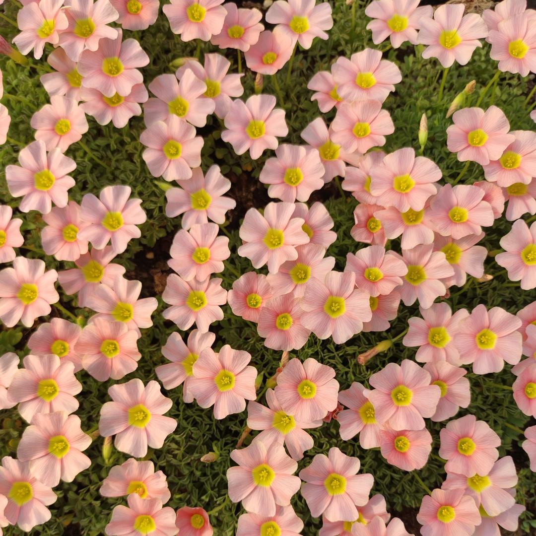 酢浆草樱花果冻盆栽晚花系列落晚先生室内外绿植好养易活