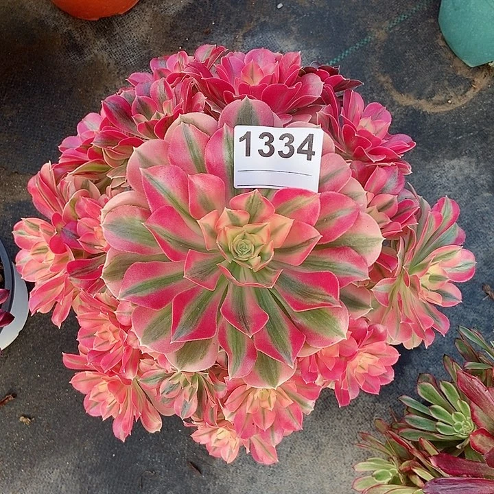 红陶美**琴1334女巫4多肉