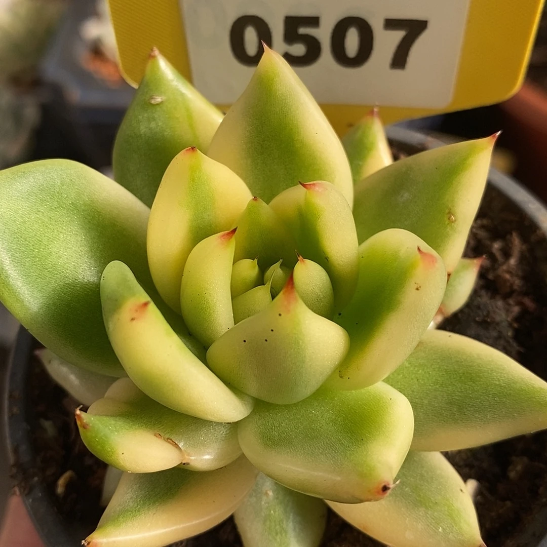 507东云杂哈哈哈哈哈