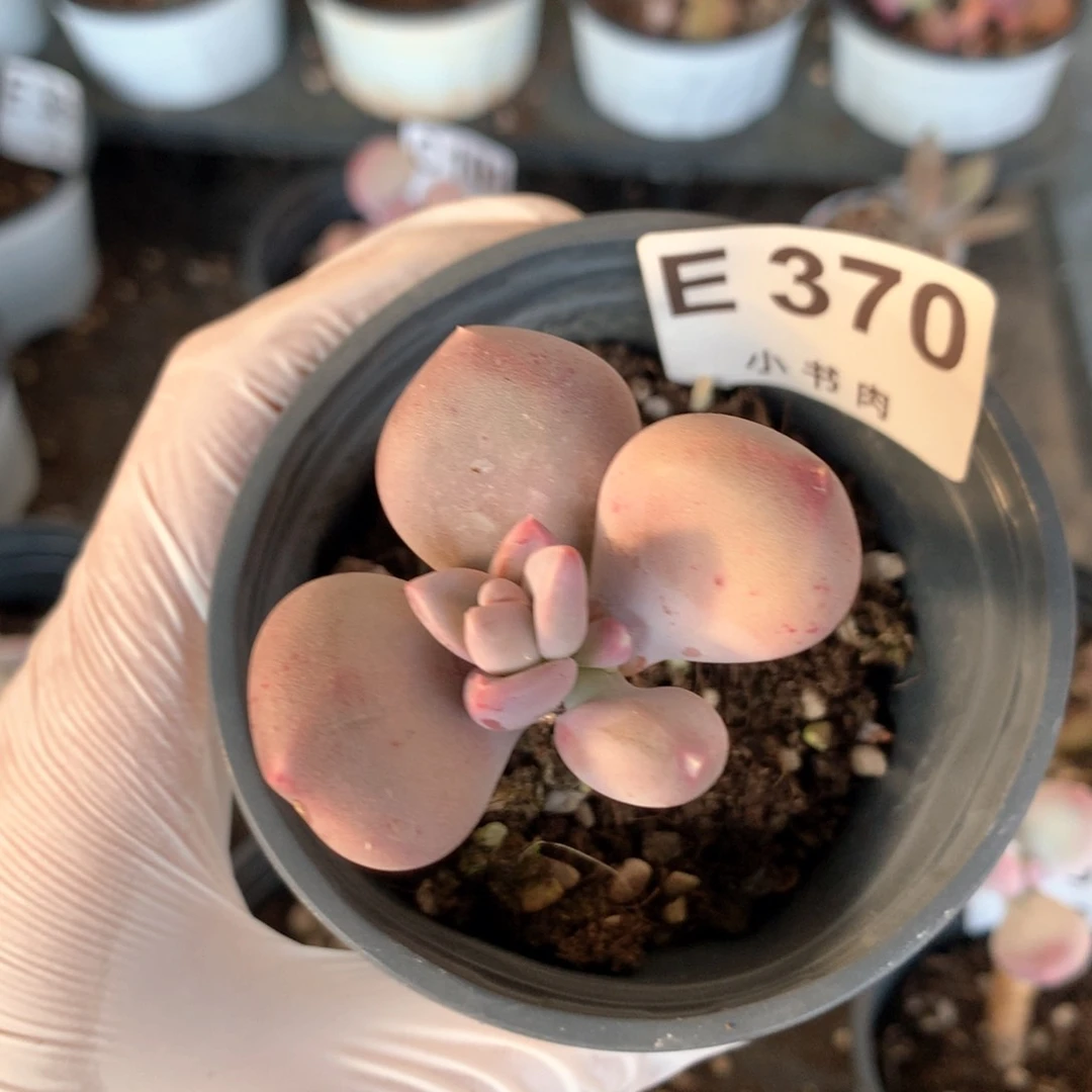 小屁桃小屁桃370