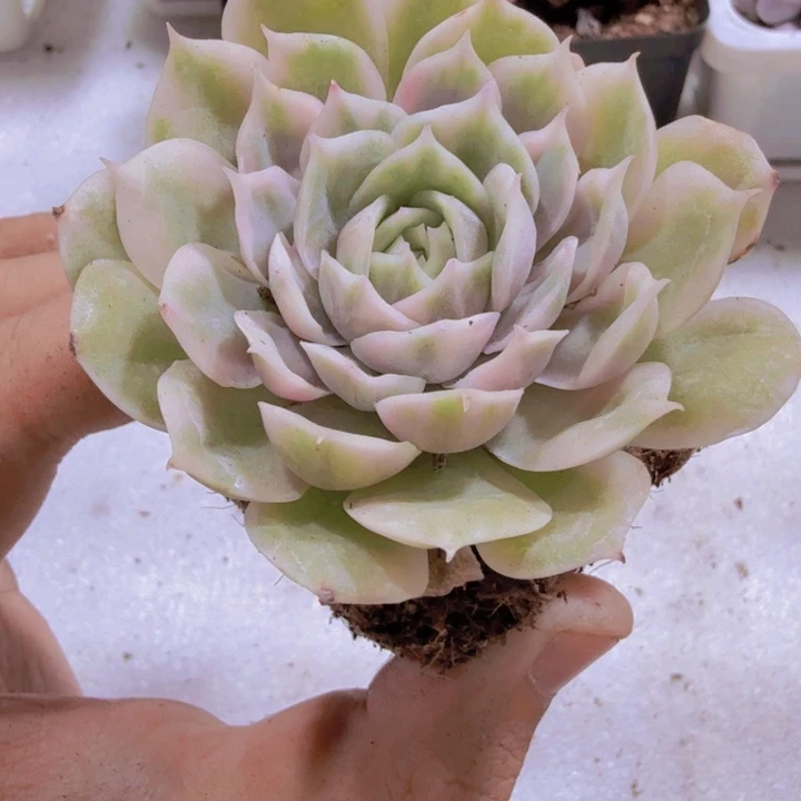 昂斯诺锦发样品一颗