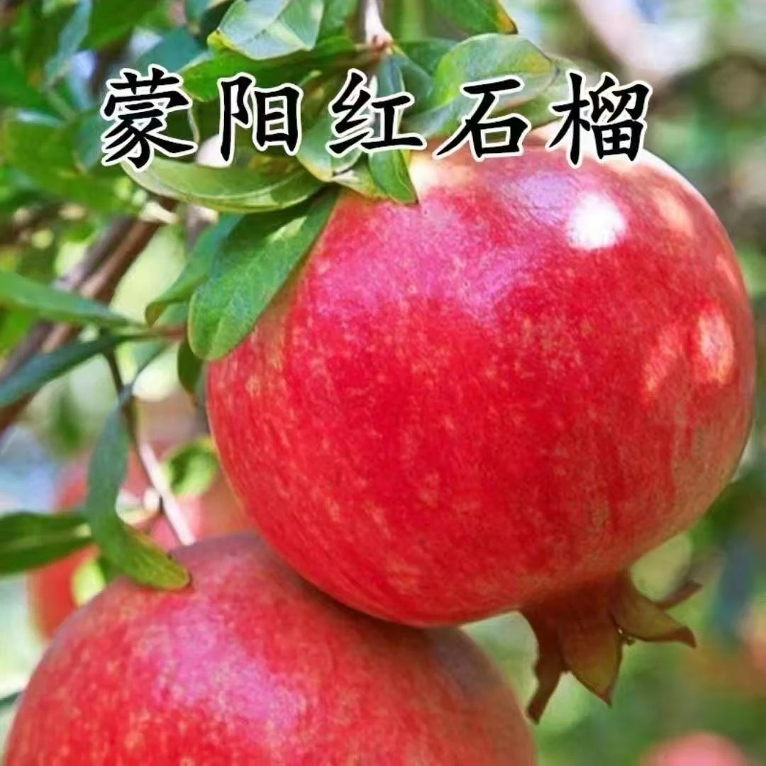 红皮红肉大果甜石榴盆栽地栽庭院果树南北方种植