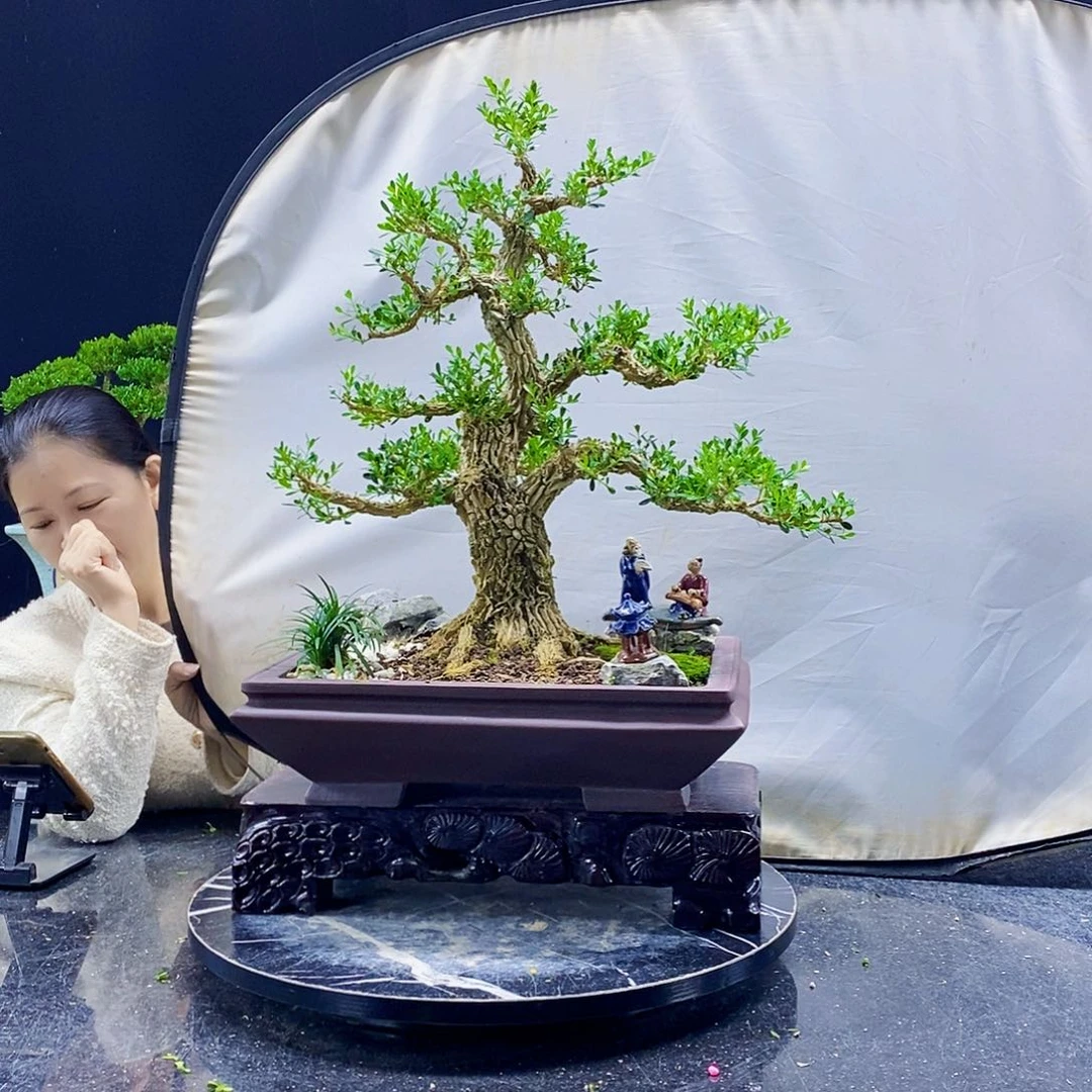 无花朵黄杨盆景造型