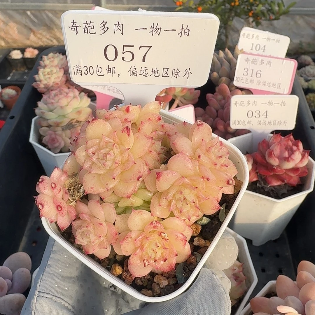 057 脱土 群生不包整 30元包邮非偏远