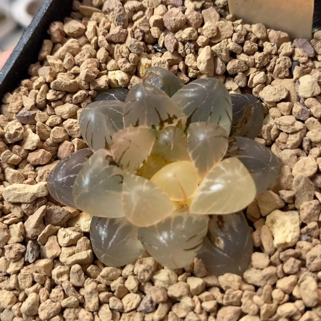 635姬玉露锦一物一拍