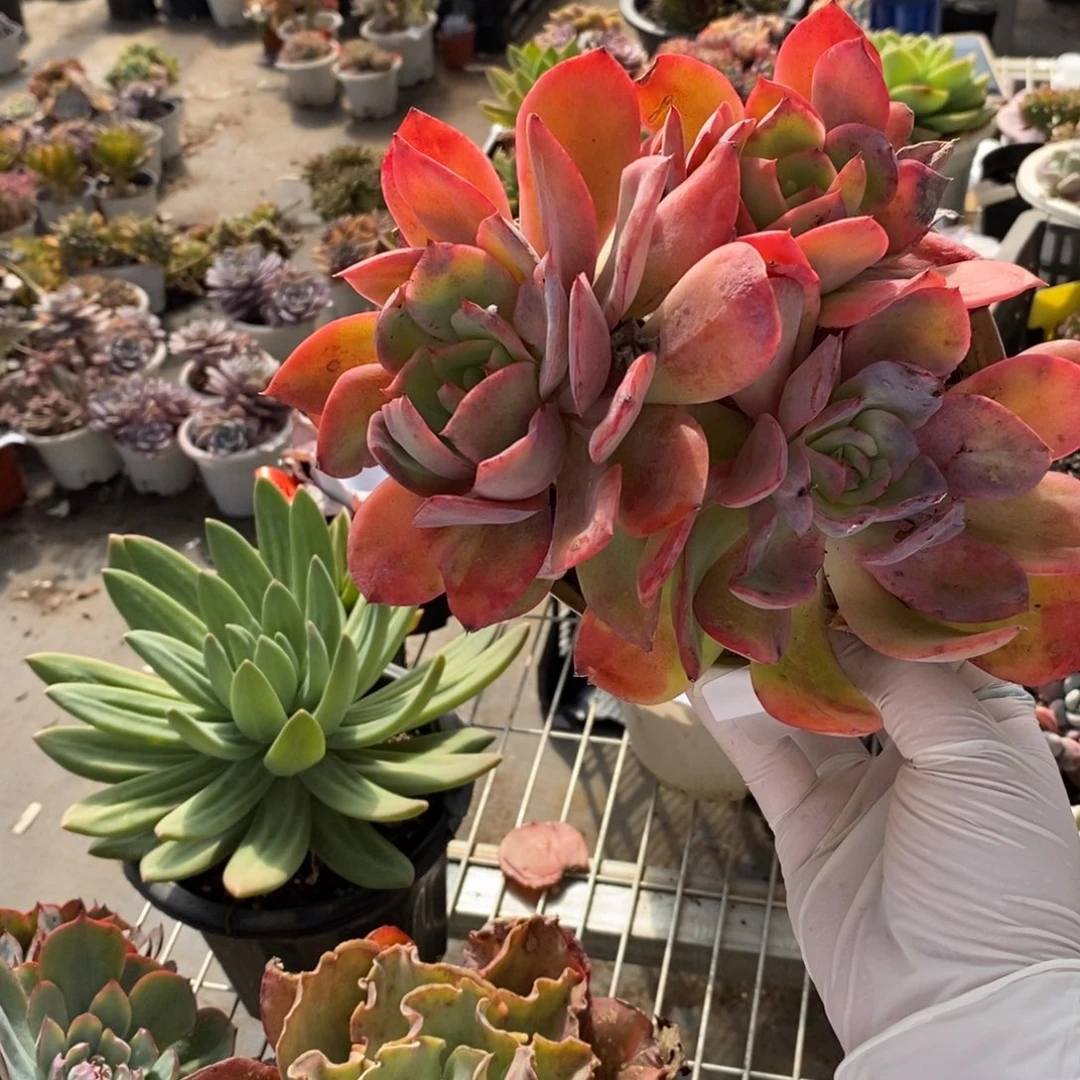 3401绮罗仙子一物一拍