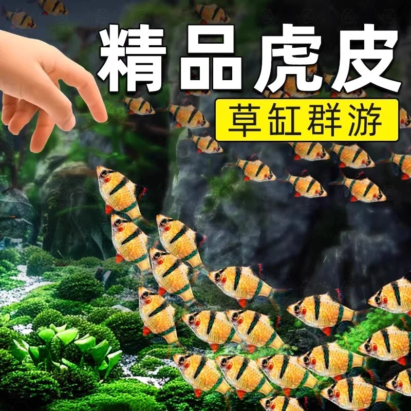 新手好养荧光虎皮绿虎皮热带小型观赏活体宠物鱼