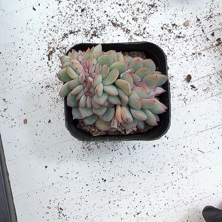 青蛙王子儿童牙膏套装111