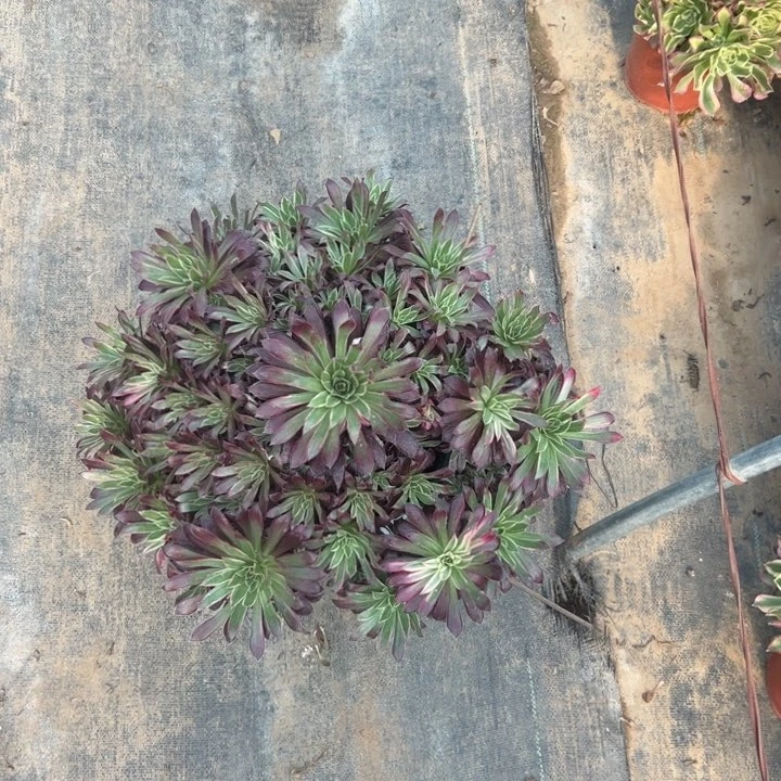 6孔雀锦多肉多肉多肉多肉