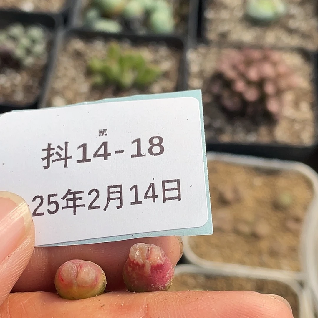 鍵*14-18肉锥多肉植物