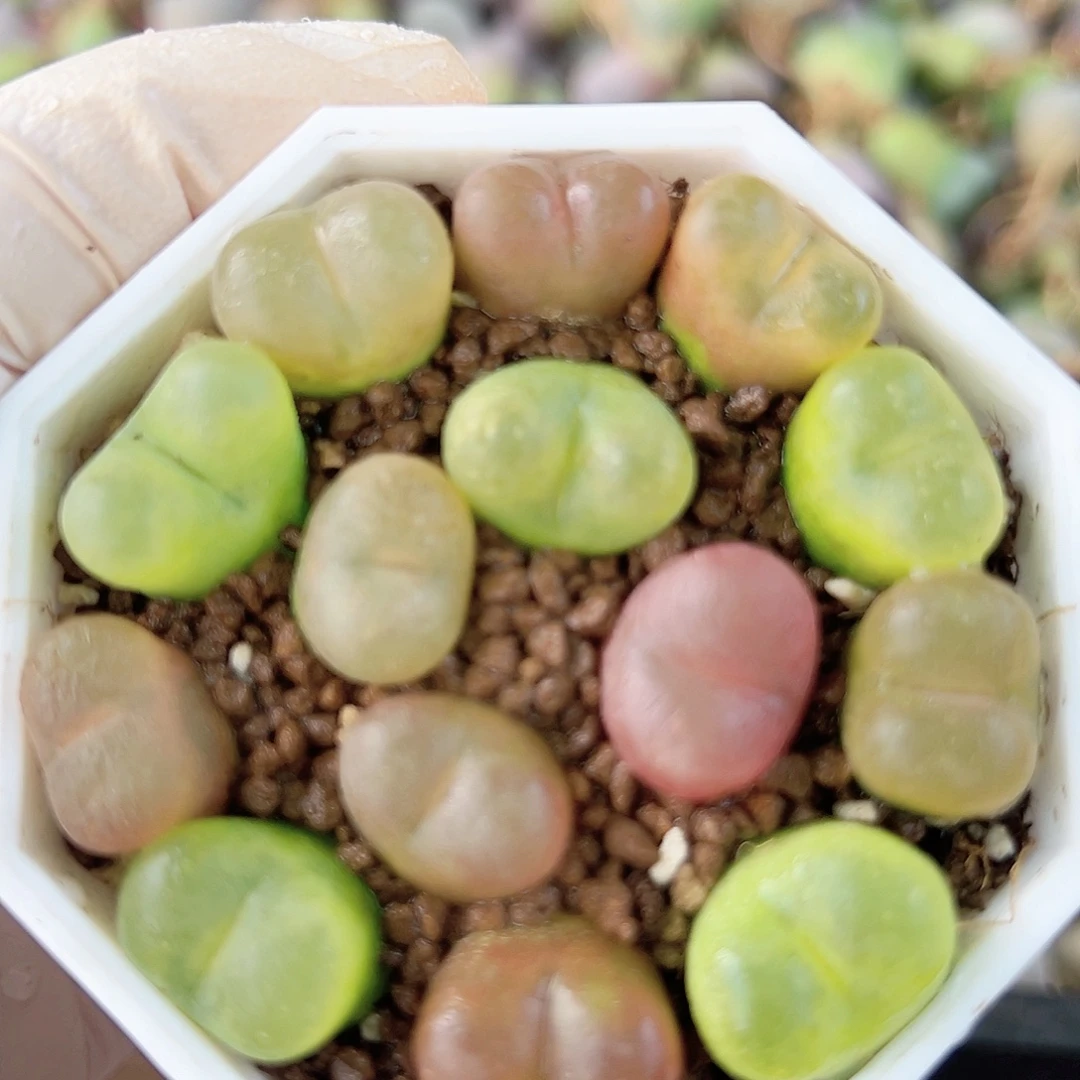 1000 好养易活生石花大母本