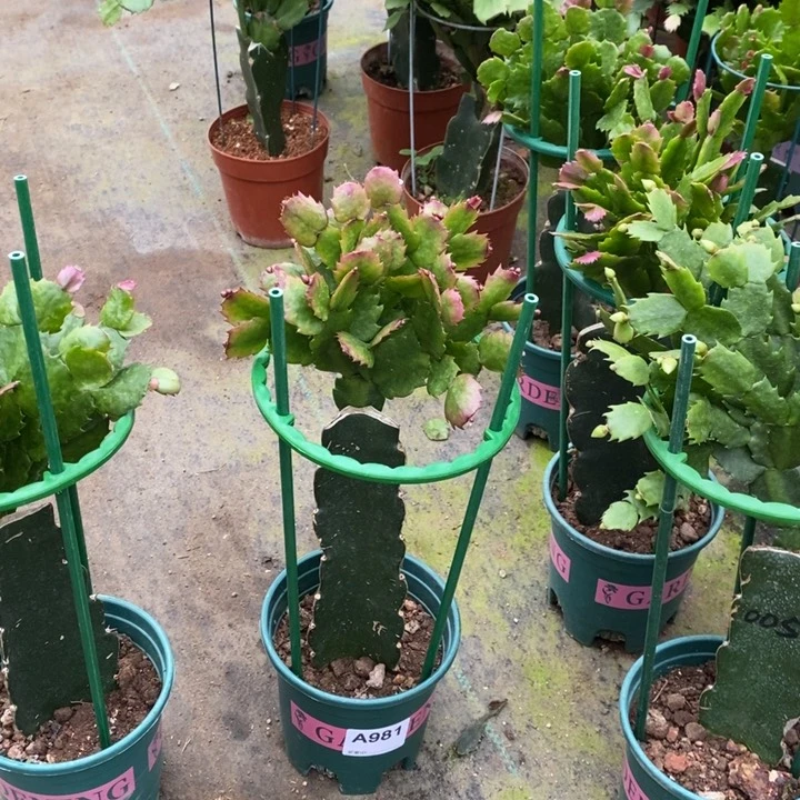 当前无花栽培后可以开花浅***柔981嫁接037