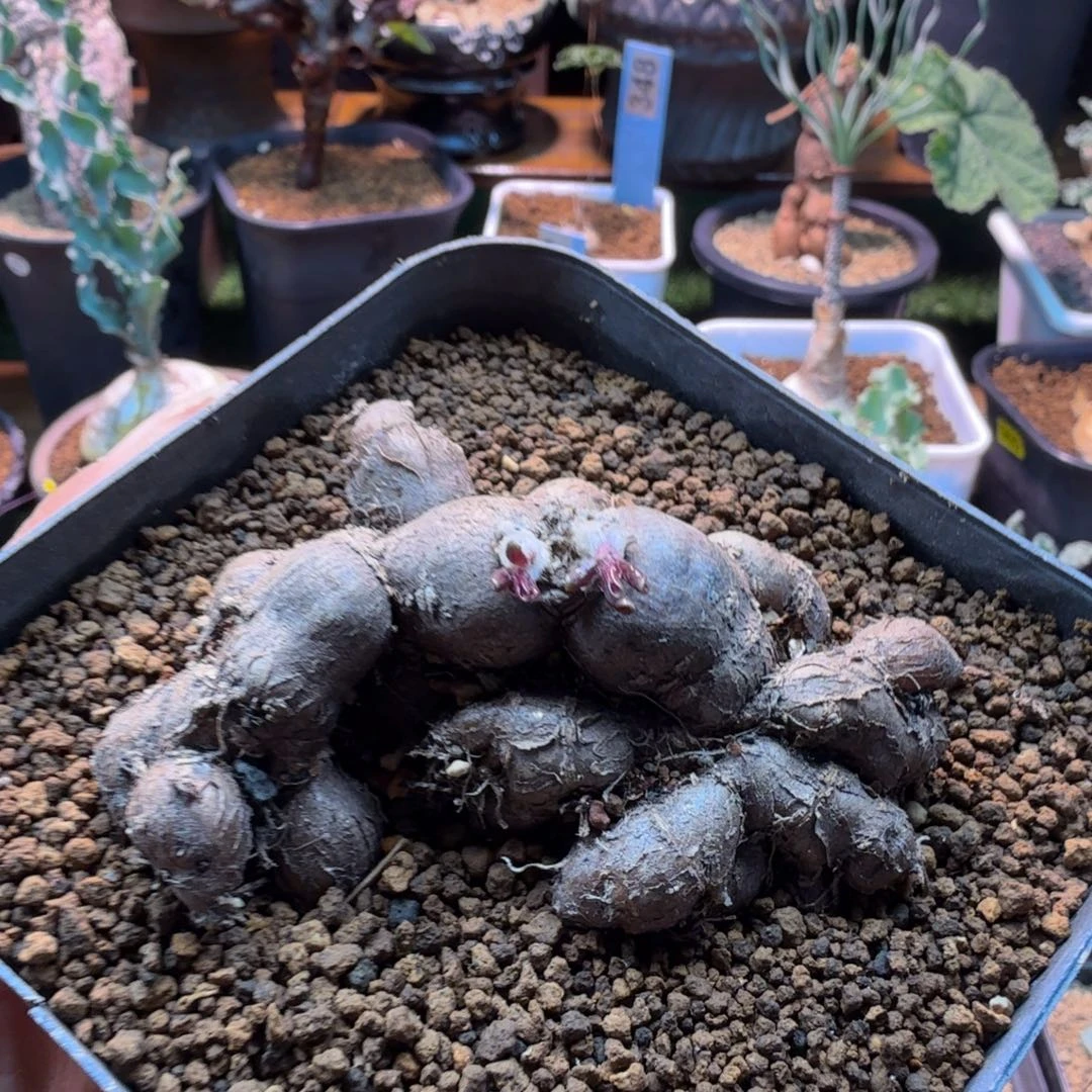 海星厚墩菊332 仙人掌