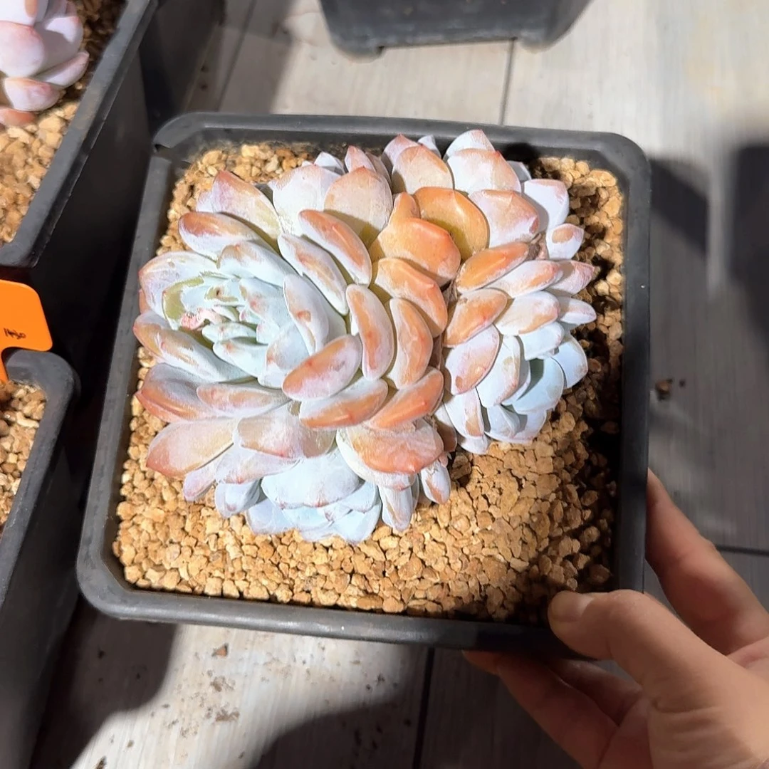 星影群生精控木质老桩