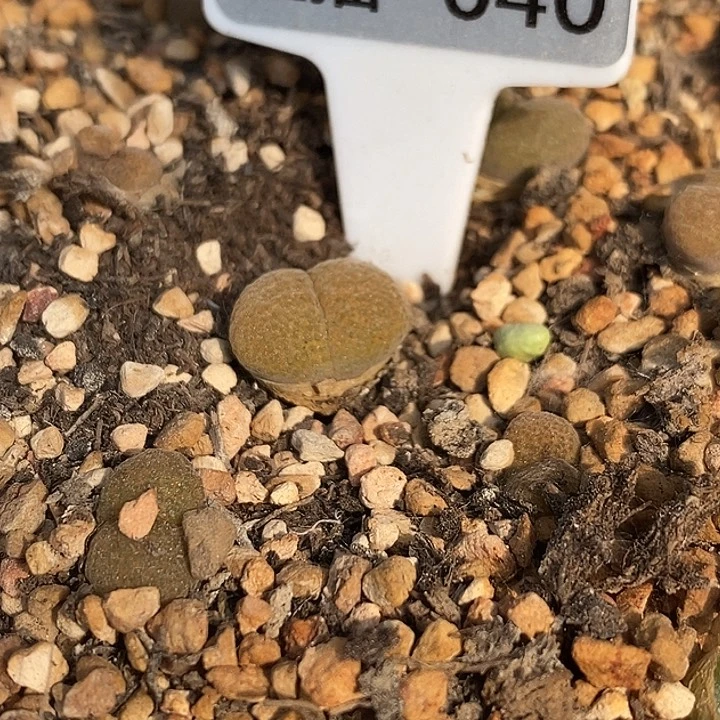 捷克种源风铃杂交