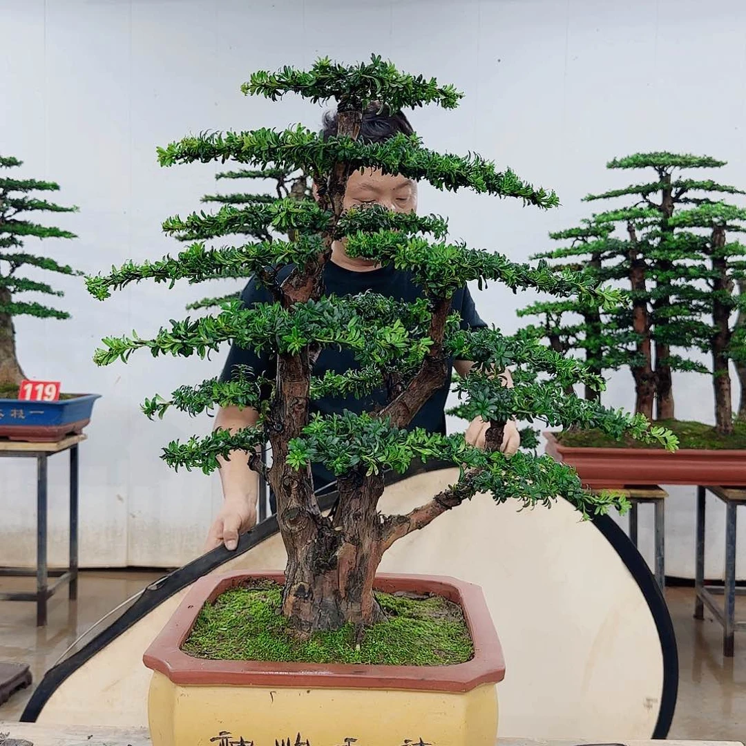 岑***四无花朵盆景制作过程非常