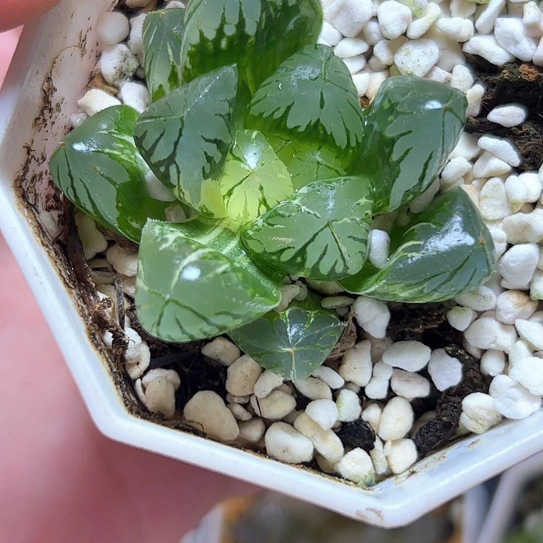实生玉露锦十二卷多肉植物