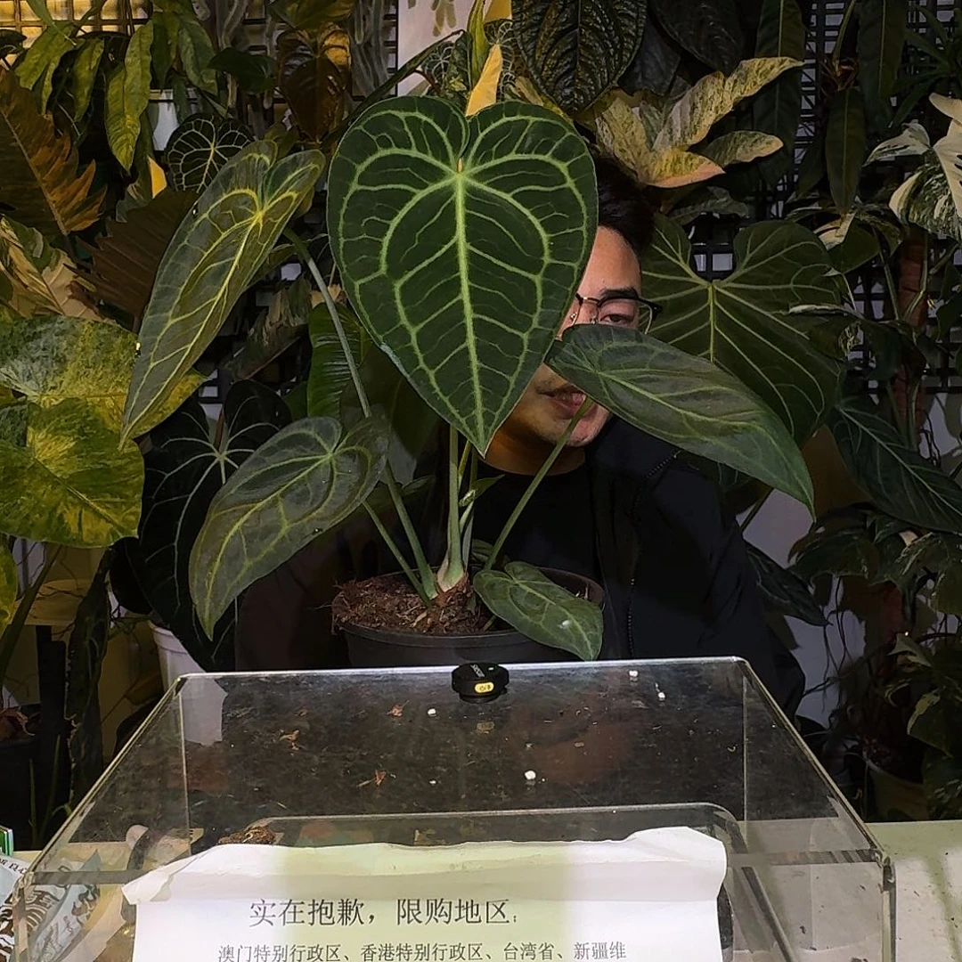 完全开放P90荷兰版克莱恩