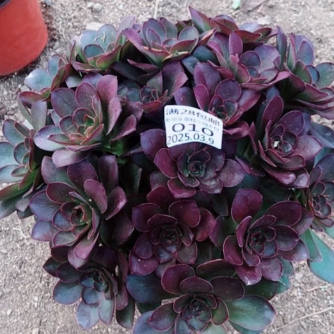 3.9-10魅金多肉植物