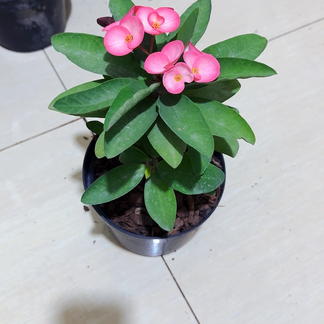 戏***爸完全开放大眼睛直播间一物一拍
