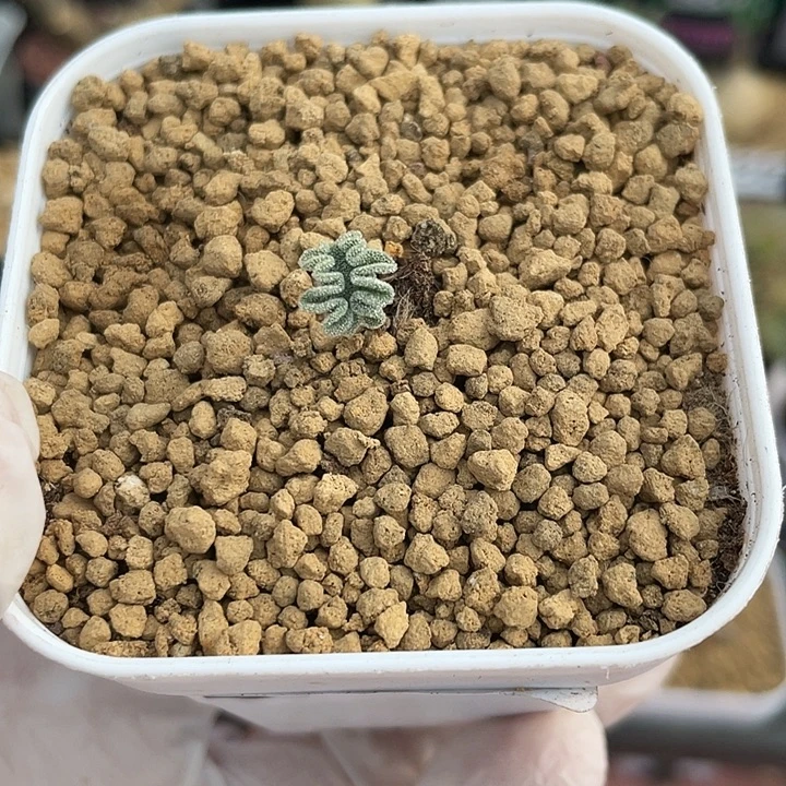 216冰晶海带雾冰玉