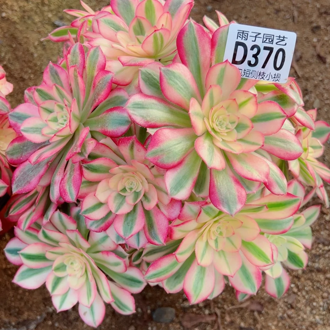 370倾城雨子多肉植物