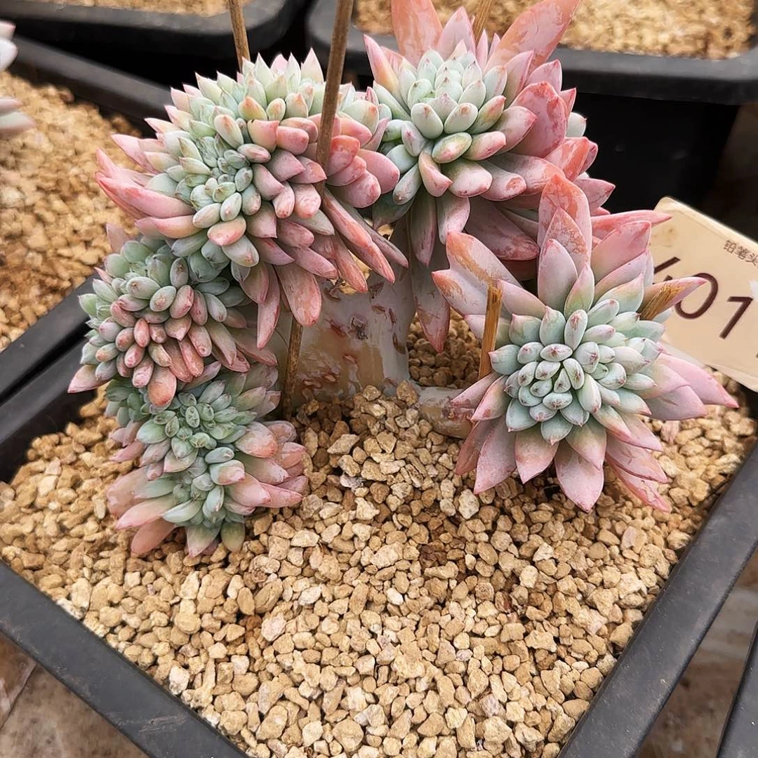 4011。      星星雪缀