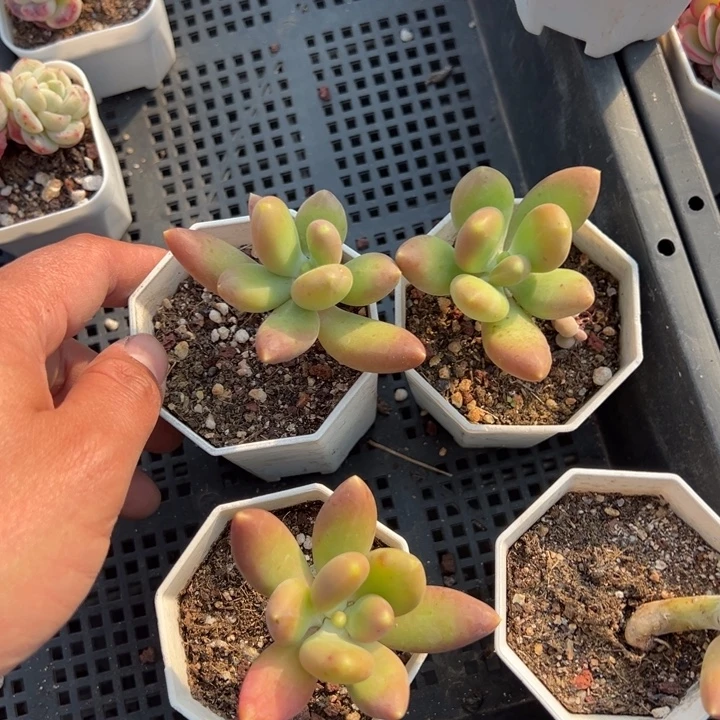 芒果奶到手1颗量拍多肉满18元包邮下午发货