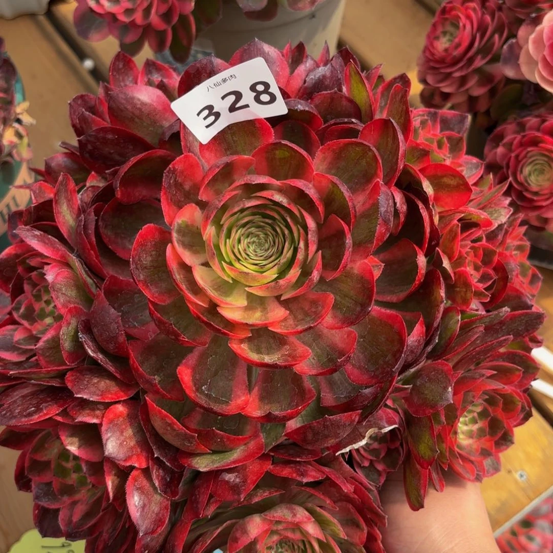 328多肉植物云河