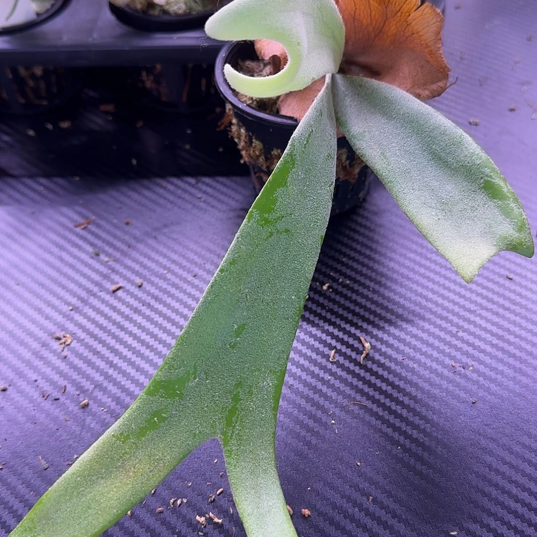 白波哥鹿角蕨孢子苗