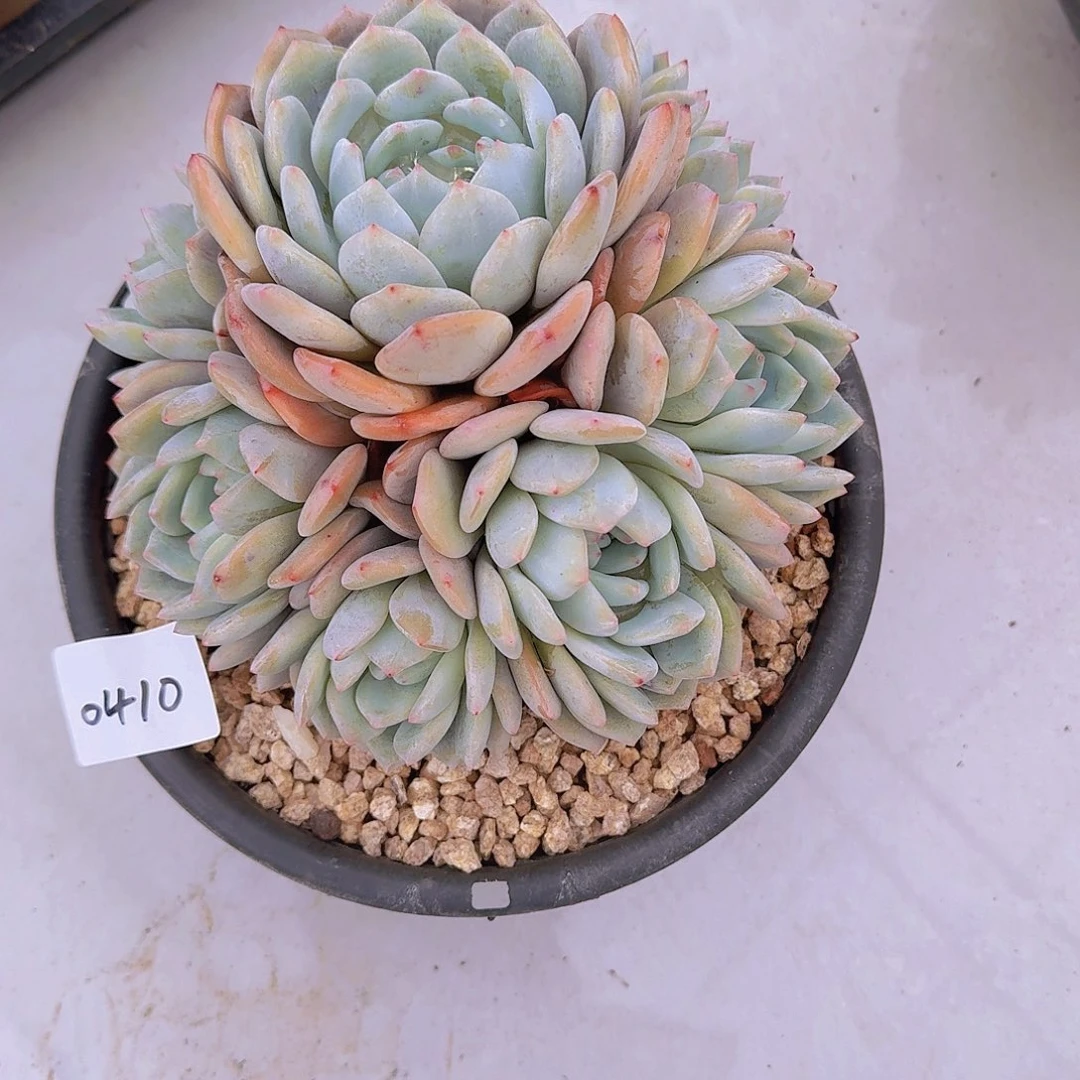 小**子0410橙子多肉植物