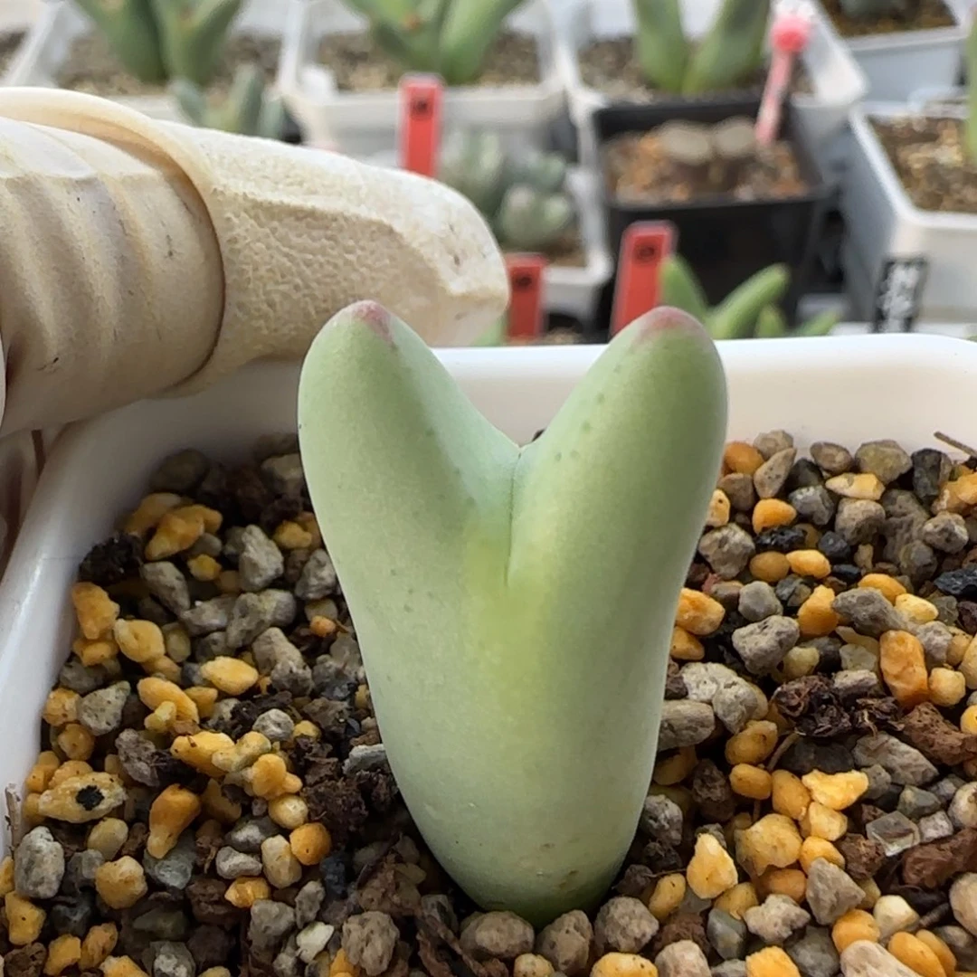 1-5-2-1当天满38包邮mini毛胖子皮卡丘脱土