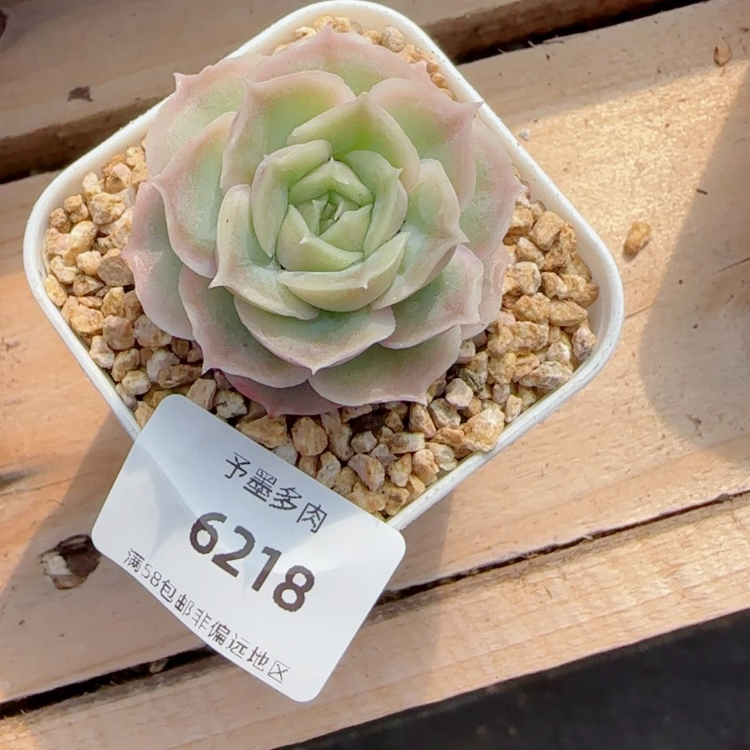 虾饺，6218多肉植物