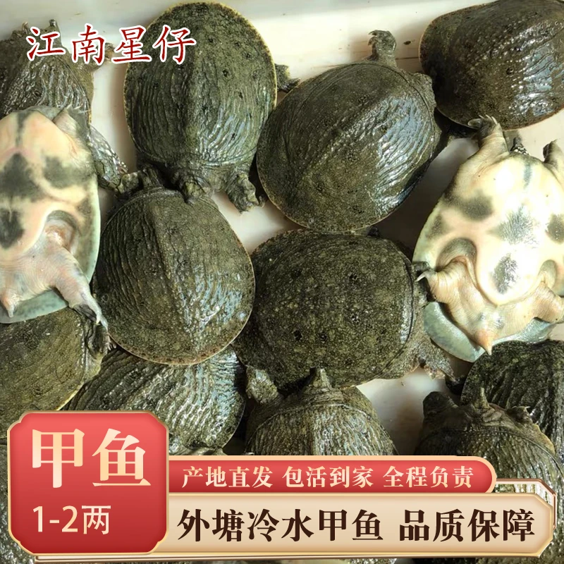 1-2两甲鱼外塘冷水甲鱼中华甲鱼团鱼水鱼克养殖基地直发