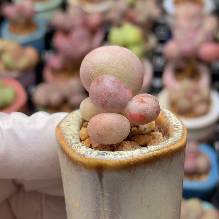 油煎丸子 1+1  锦鲜艳