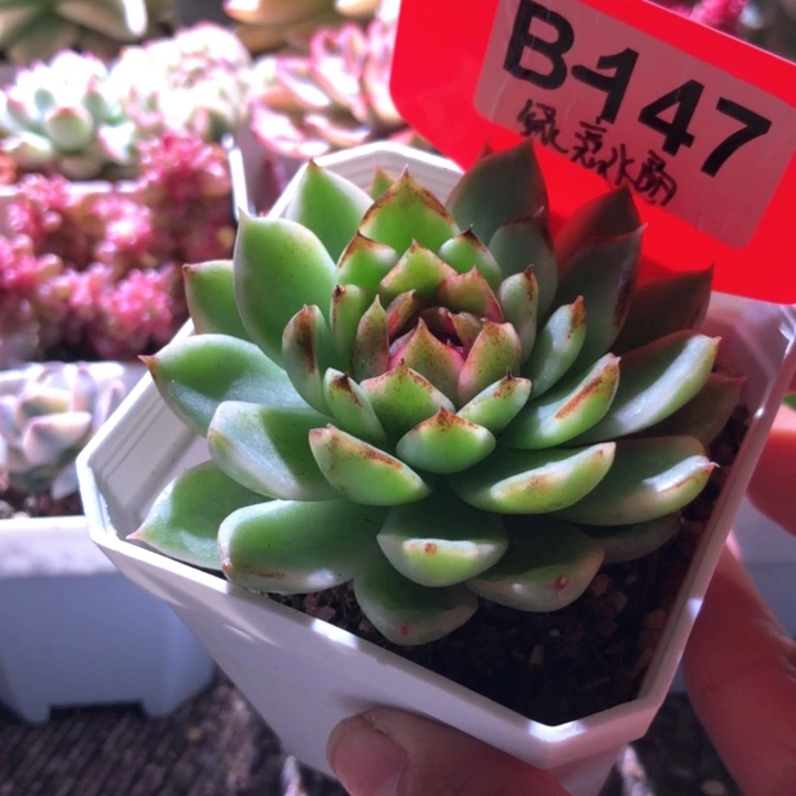 绿意水晶覆轮锦有根