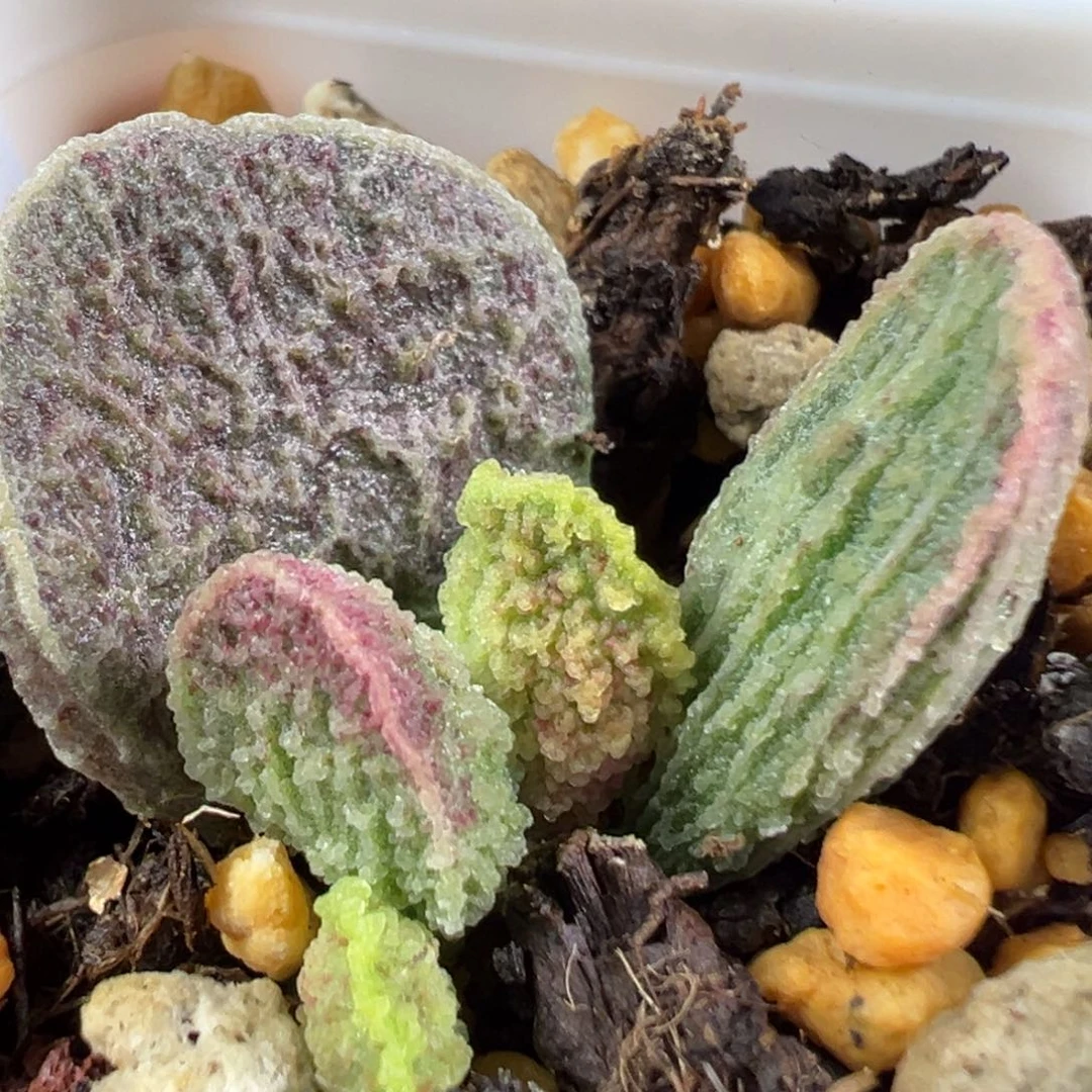 w竖长条冰晶纹款实生新品