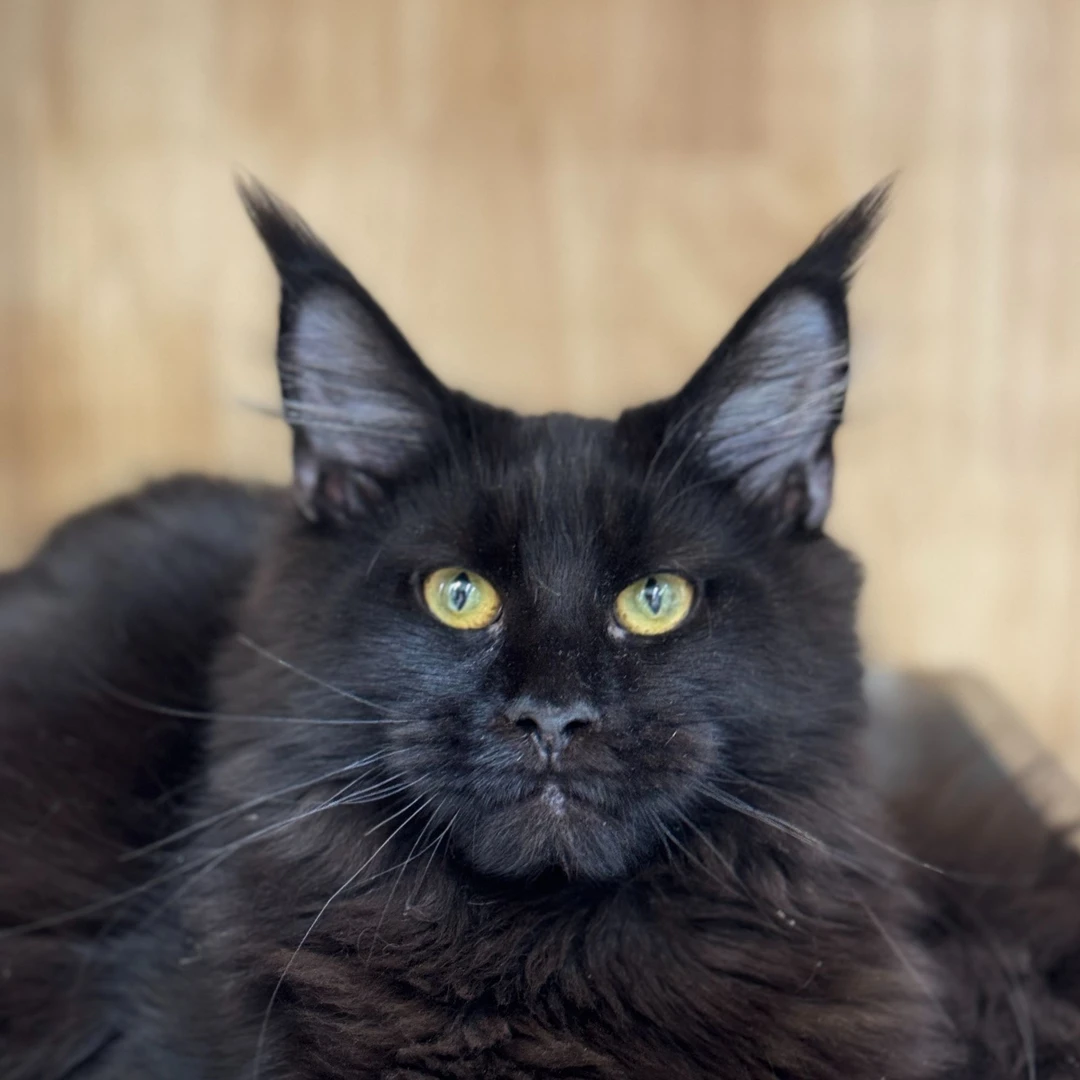 来了姊妹-纯黑缅因猫 弟弟 2