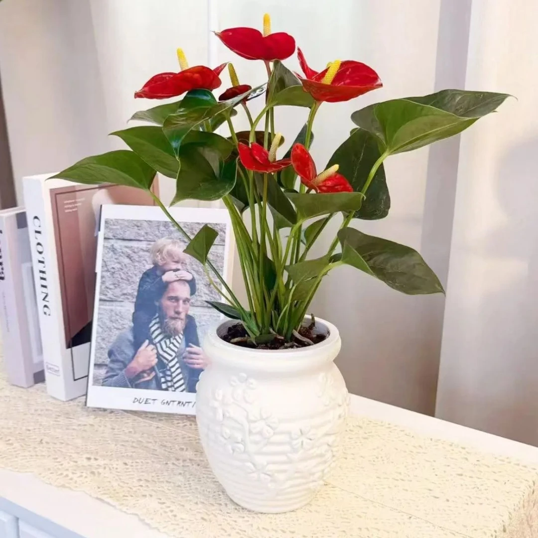 带盆水培红掌带花花苞4-8花净化空气35-45CM桌面盆栽红掌绿植